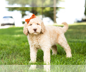 Labradoodle Puppy for sale in NAPPANEE, IN, USA