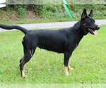 Small #2 Mutt