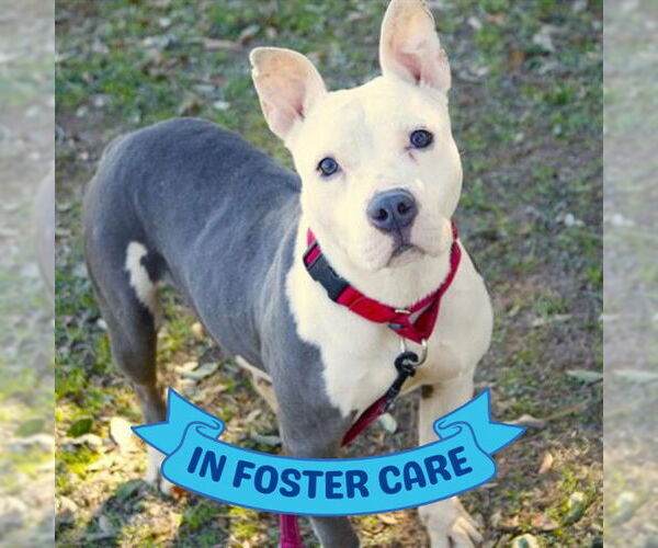 Medium Photo #3 American Staffordshire Terrier Puppy For Sale in Tallahassee, FL, USA