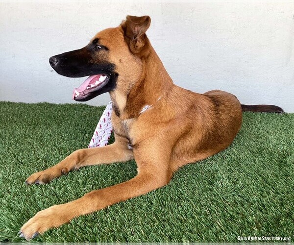 Medium Photo #3 Mutt Puppy For Sale in San Diego, CA, USA