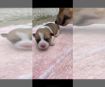 Small Photo #4 Pembroke Welsh Corgi Puppy For Sale in OCEANSIDE, CA, USA