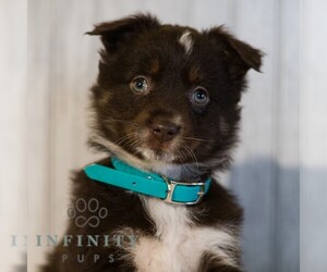 Miniature Australian Shepherd Puppy for sale in REBERSBURG, PA, USA