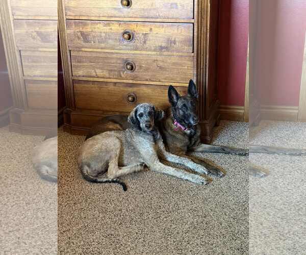 Medium Photo #26 Bernedoodle Puppy For Sale in Sandy, UT, USA