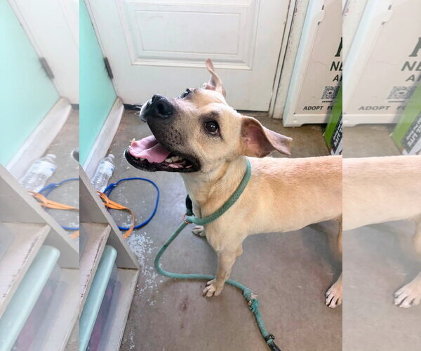 Medium Photo #3 Mountain Cur-Unknown Mix Puppy For Sale in Oakhurst, NJ, USA
