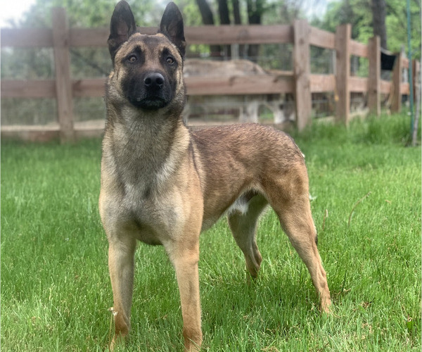 Medium Photo #1 Dutch Shepherd Dog Puppy For Sale in GLENVIEW, IL, USA