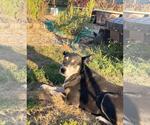 Small German Shepherd Dog Mix