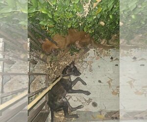 Border Collie-Unknown Mix Dogs for adoption in New York, NY, USA