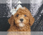 Puppy AKC ACE Poodle (Toy)