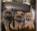 Small #3 Chow Chow