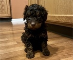 Small Photo #41 Golden Mountain Doodle  Puppy For Sale in REYNOLDSBURG, OH, USA