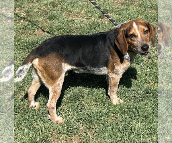 Medium Photo #2 Beagle Puppy For Sale in Batavia, OH, USA