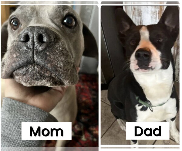 Medium Photo #4 Mutt Puppy For Sale in Pottstown, PA, USA