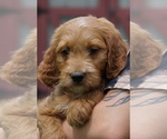 Small #1 Goldendoodle (Miniature)