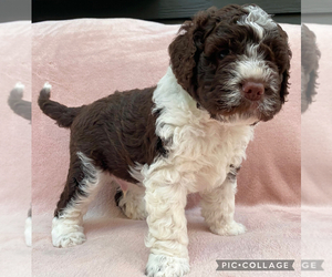 Lagotto Romagnolo Puppy for sale in VANCOUVER, WA, USA
