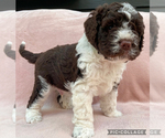 Image preview for Ad Listing. Nickname: Puppies