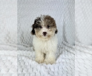 Miniature Bernedoodle Puppy for sale in FRANKLIN, IN, USA