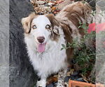 Small #1 Australian Shepherd