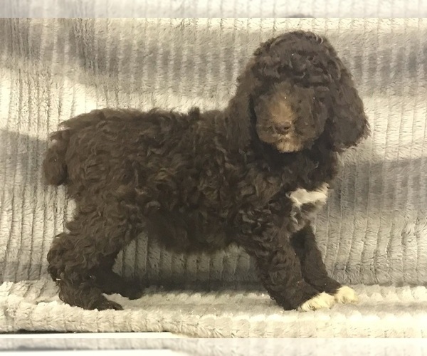 Medium Photo #17 Poodle (Standard) Puppy For Sale in CHETEK, WI, USA