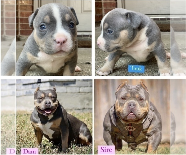 Medium Photo #13 American Bully Puppy For Sale in BURLESON, TX, USA