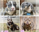 Small Photo #13 American Bully Puppy For Sale in BURLESON, TX, USA