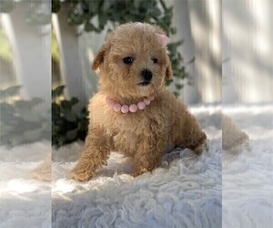 Poodle (Toy) Puppy for sale in FORT LAUDERDALE, FL, USA