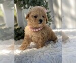 Small Poodle (Toy)