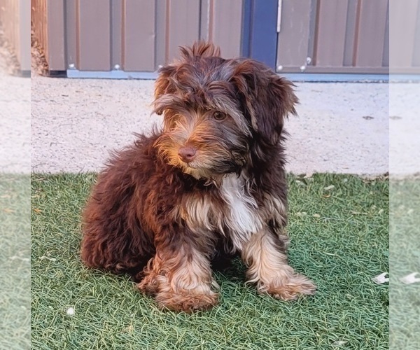 Medium Photo #9 Poovanese Puppy For Sale in LAKESIDE, CA, USA