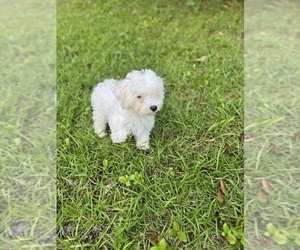 Bichon Frise Puppy for sale in TUSCALOOSA, AL, USA