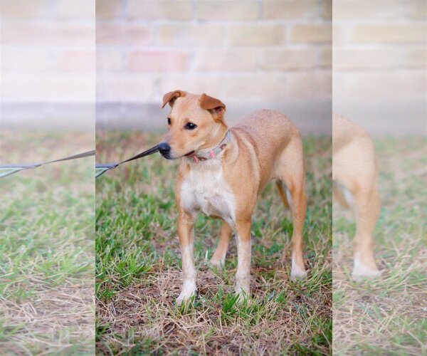 Medium Photo #23 Chihuahua-Unknown Mix Puppy For Sale in Spring, TX, USA