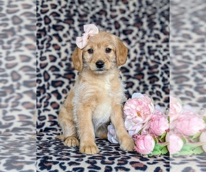 Labradoodle-Poodle (Miniature) Mix Puppy for sale in KIRKWOOD, PA, USA