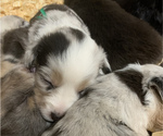 Small Photo #1 Australian Shepherd Puppy For Sale in WHITLEY CITY, KY, USA