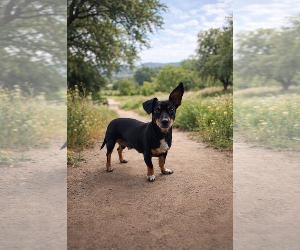 Medium Photo #1 Dachshund Puppy For Sale in Menifee, CA, USA