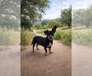 Dachshund Dogs for adoption in Menifee, CA, USA