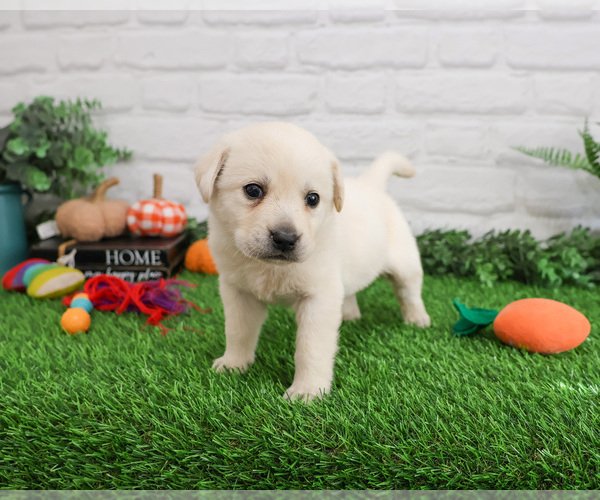 Medium Photo #4 Labrador Retriever Puppy For Sale in SYRACUSE, IN, USA