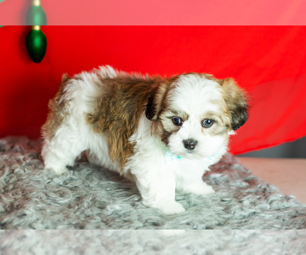 Medium Photo #3 Zuchon Puppy For Sale in WOLCOTTVILLE, IN, USA