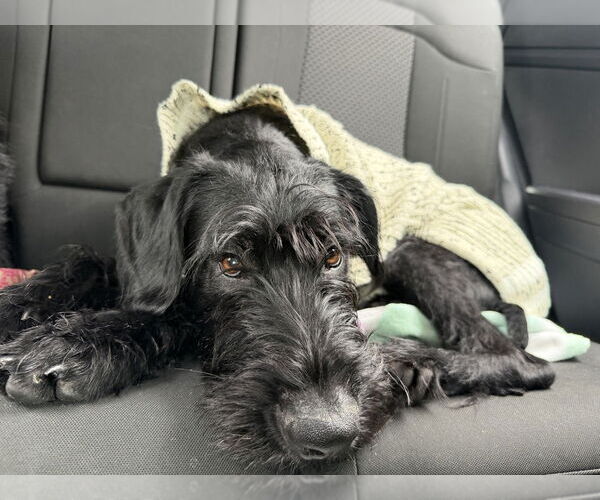 Medium Photo #14 GIANT SCHNAUZER -German Shorthaired Pointer Mix Puppy For Sale in Oak Bluffs, MA, USA