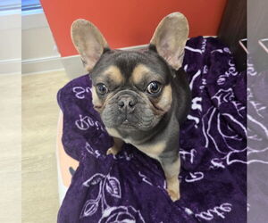French Bulldog Mix Dog for Adoption in Brooklyn Center, Minnesota USA