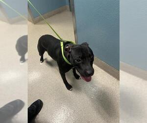 Mutt Dogs for adoption in Newton, NC, USA