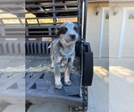 Small Photo #2 Australian Cattle Dog Puppy For Sale in CHUALAR, CA, USA
