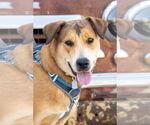 Small #2 Collie-German Shepherd Dog Mix