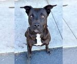 Small #12 Labrador Retriever Mix