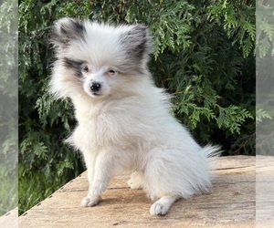 Pomeranian Puppy for sale in MIDDLEBURY, IN, USA
