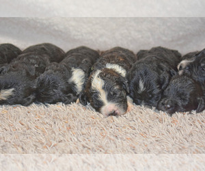 Bernedoodle Puppy for sale in FLORA, IL, USA