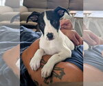 Small American Pit Bull Terrier-American Staffordshire Terrier Mix