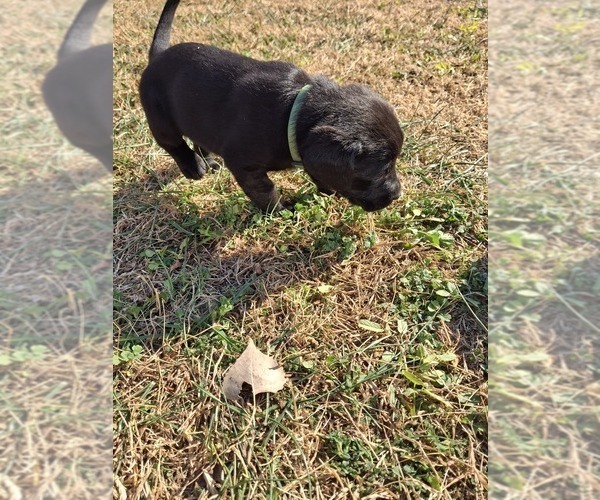 Medium Photo #1 Labrador Retriever Puppy For Sale in CLIFTON, KS, USA