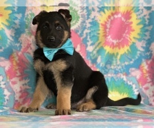 German Shepherd Dog Puppy for sale in LANCASTER, PA, USA