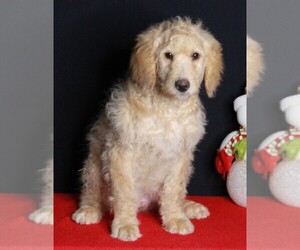 Labradoodle Puppy for sale in FREDERICKSBURG, OH, USA
