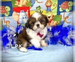 Small Photo #1 Shih Tzu Puppy For Sale in WINNSBORO, LA, USA