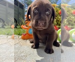 Small #7 Labrador Retriever