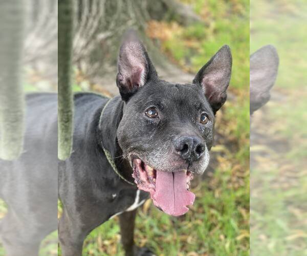 Medium Photo #3 Mutt Puppy For Sale in Crete, IL, USA